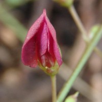 Tephrosia purpurea (L.) Pers.